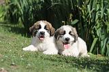 SAINT BERNARD 047